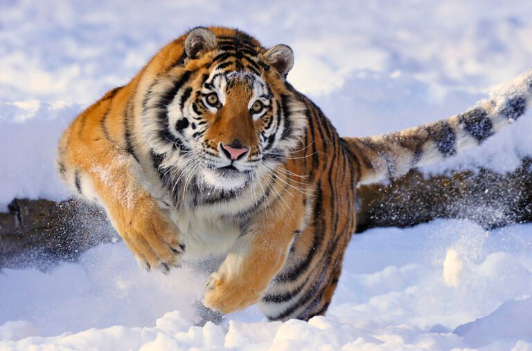 Tigers have distinct personalities, according to big cat questionnaire